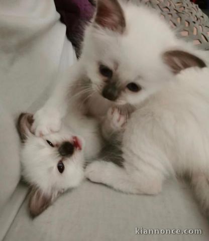 Chatons sacré de birmanie A donner