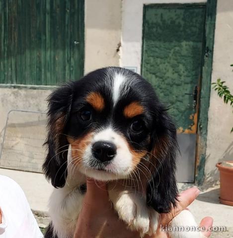 Chiots de type Cavalier King Charles lof