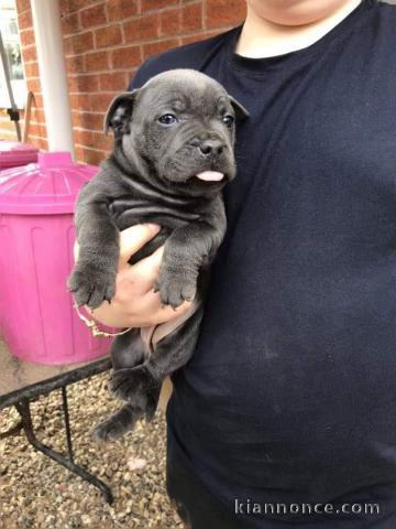 Magnifique chiot staff Americain