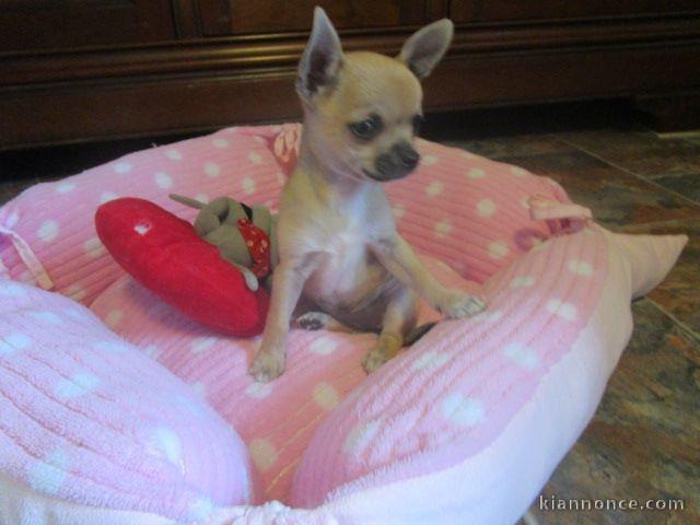 A donné chiot chihuahua beige/blanc femelle