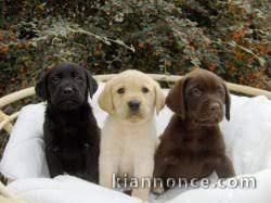 Magnifiques chiots labrador lof 