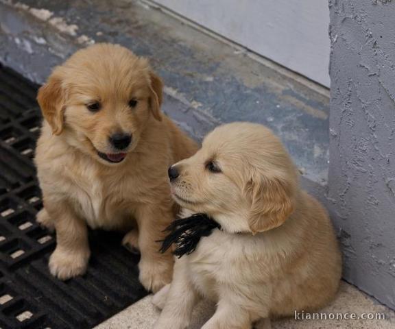Magnifiques chiots golden retriever lof a donner 