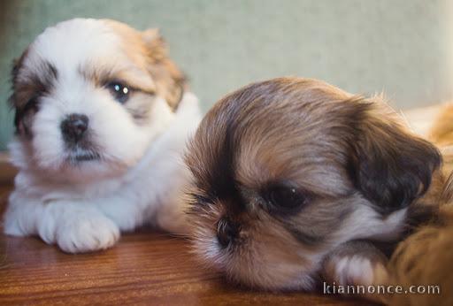 Magnifiques chiots shih tzu lof a donner 