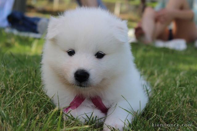 Magnifiques chiots samoyède lof a donner 