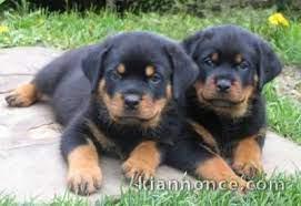 Magnifiques chiots rottweiller lof a donner 