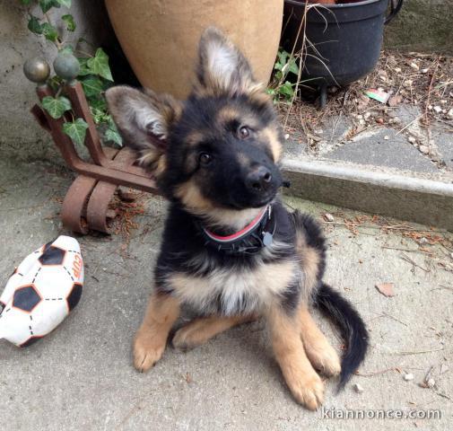 Magnifiques chiots berger allemend lof donner 