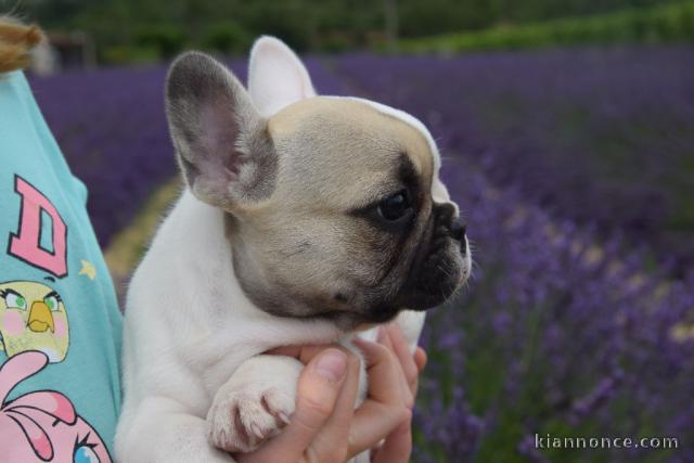 Je donnes chiot bouledogue français femelle