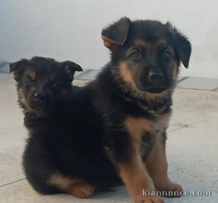 chiots Berger allemand  dispo