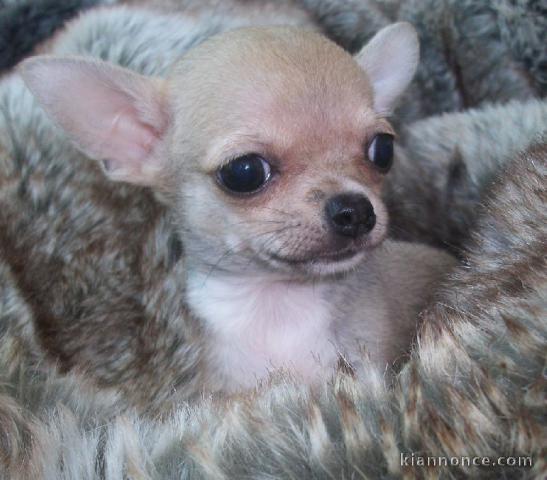 Donner chiot bébés chihuahua femelle