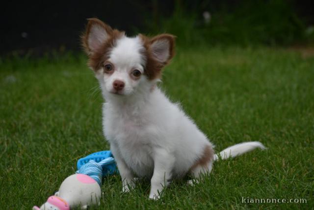Donner chiot bébés chihuahua femelle