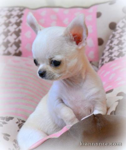 Chiots chihuahua femelle disponible de suite