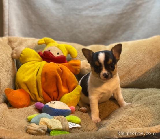 Chiots chihuahua femelle disponible de suite