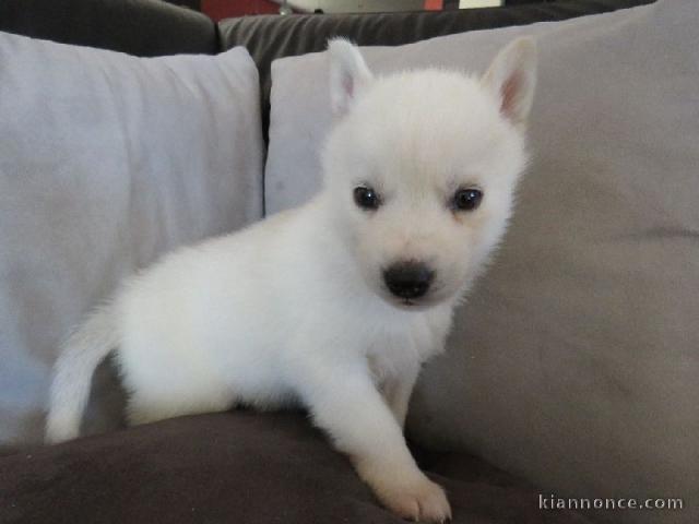 A donner chiot husky siberian femelle yeux bleu