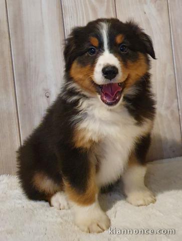A donné chiot type berger australien femelle