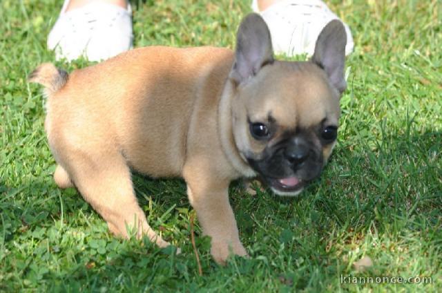 Chiots bouledogue français femelle & mâle