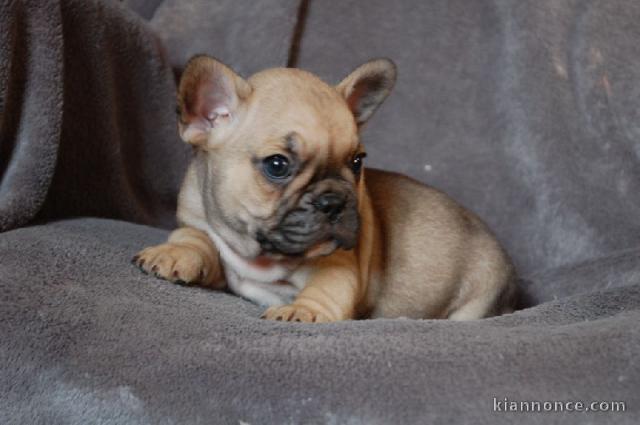 A donner chiot bouledogue français femelle
