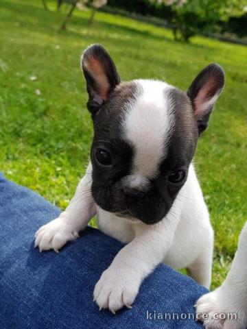 Chiot femelle type bouledogue français à adopter
