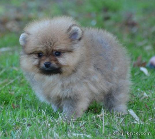 Chiot spitz allemand nain blanche femelle