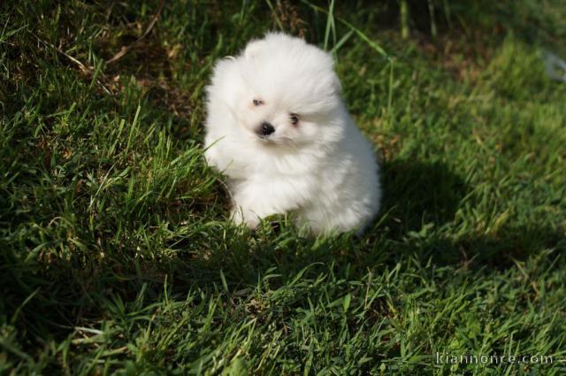 Donner chiots spitz allemand