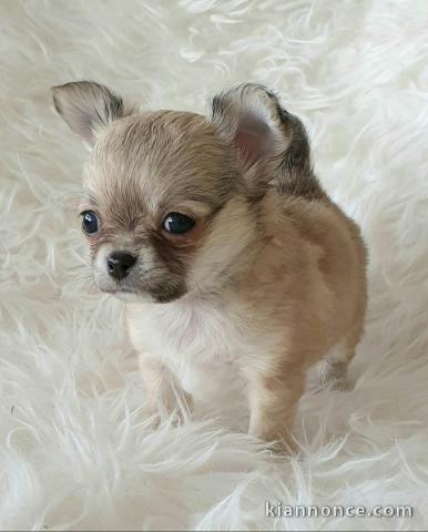 Chiot femelle chihuahua blanc crème à donner
