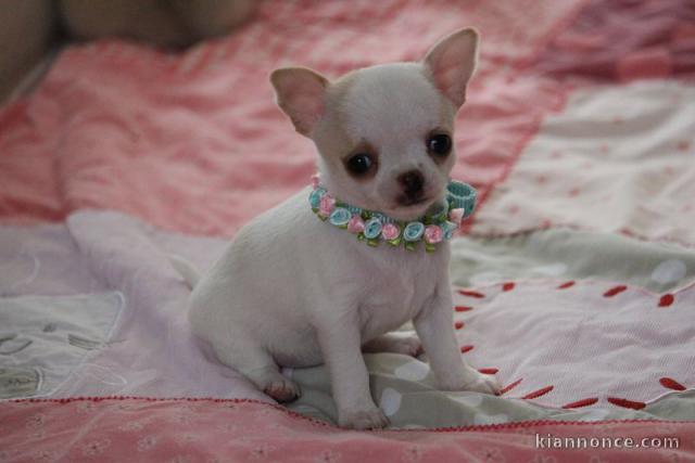 Chiot femelle chihuahua blanc crème à donner