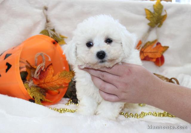 Chiot Bichon frisé femelle et mâle à donner