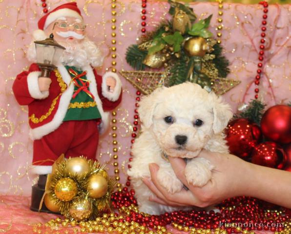 Chiot Bichon frisé femelle et mâle à donner