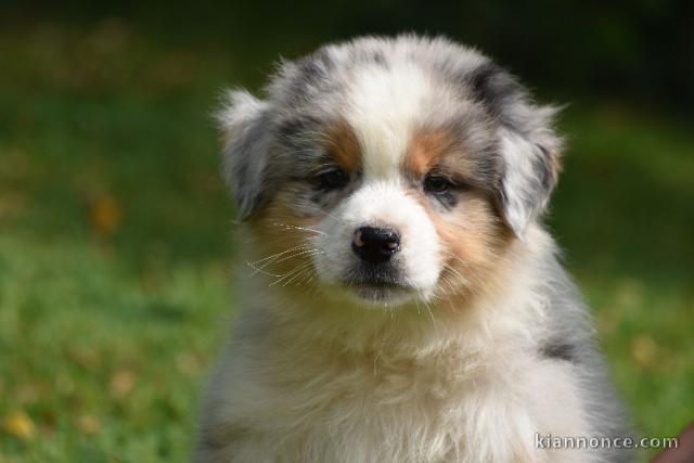A donnez chiot berger australien femelle bleu merlé