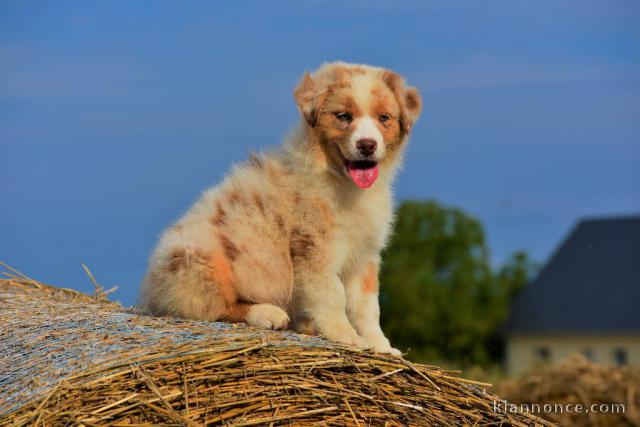 A donnez chiot berger australien femelle bleu merlé