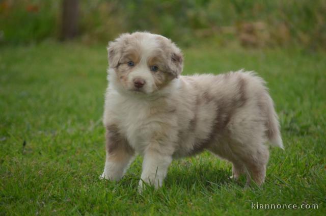 A donnez chiot berger australien femelle bleu merlé