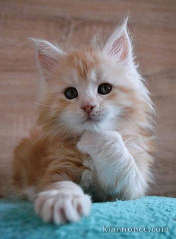 dorables Chatons maine coon dispo de suite