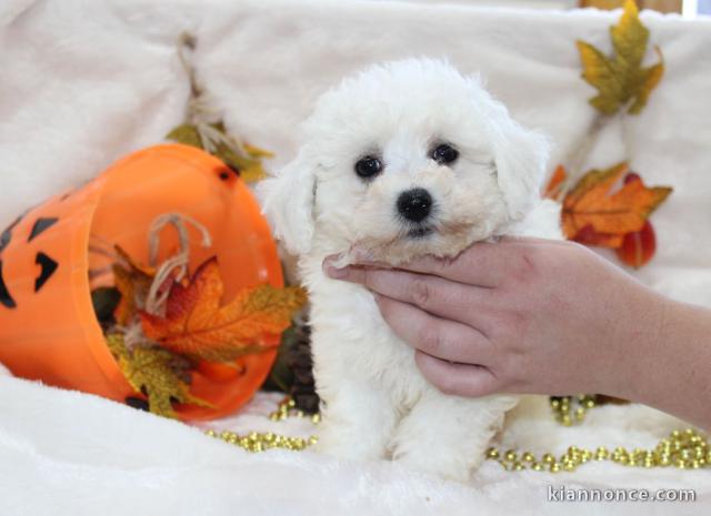 Chiot Bichon frisé à donner