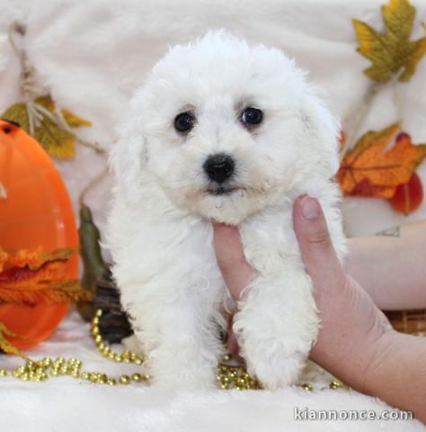 Chiot Bichon frisé à donner