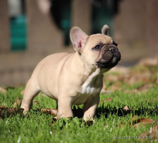 chiots bouledogue français femelle contre bon soin 