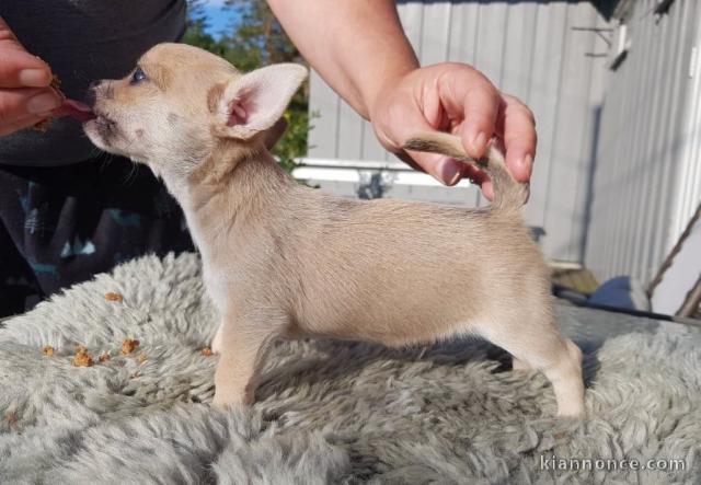 A donné Adorable Chiot chihuahua femelle