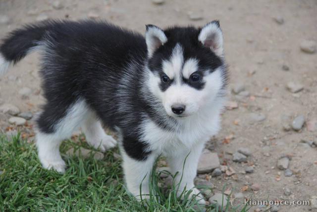 A donnez Chiot Siberian Husky femelle et mâle