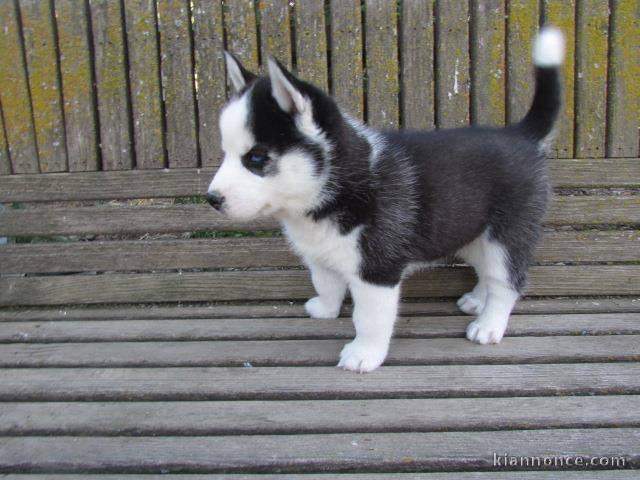 A donnez Chiot Siberian Husky femelle et mâle
