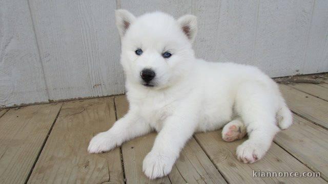 Chiot Siberian Husky femelle/mâle a donner