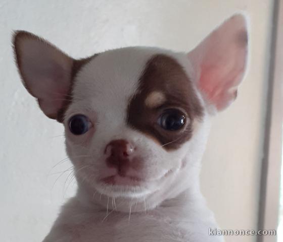 Je donne chihuahua femelle non lof