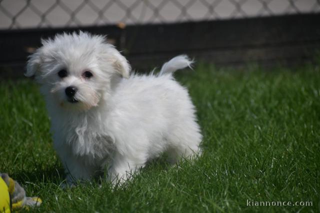Chiot bichon maltais femelle /mâle à donner