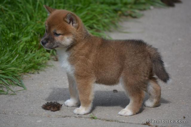 Adoption chiots Shiba inu lof