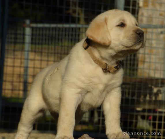 chiot labrador retriever femelle/mâle