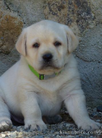 chiot labrador retriever femelle/mâle