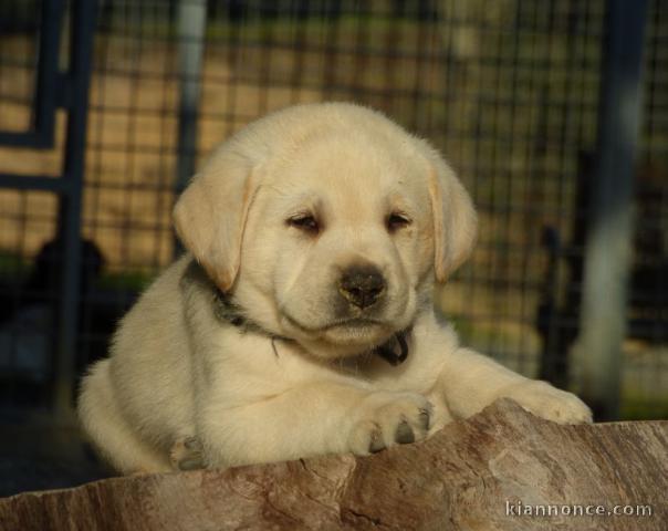 chiot labrador retriever femelle/mâle