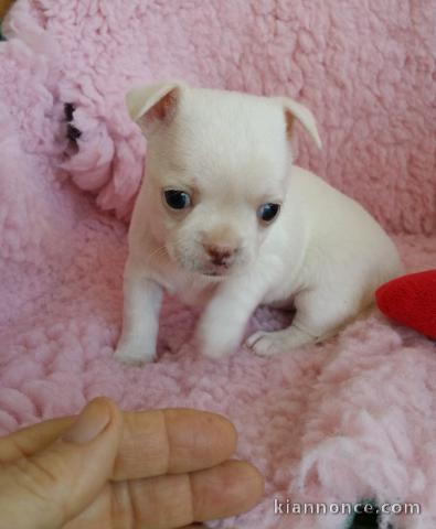 A donner chiot chihuahua très belle femelle