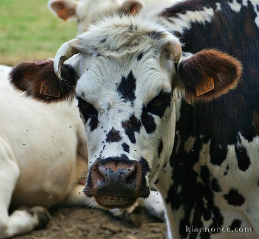 Recherche famille de coeur pour grands parents de coeur