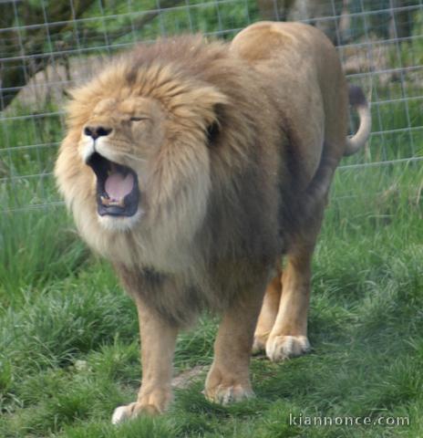 recherche grands parents de substitution sur le 87