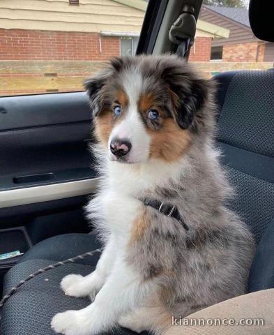  le loulouBerger Australien