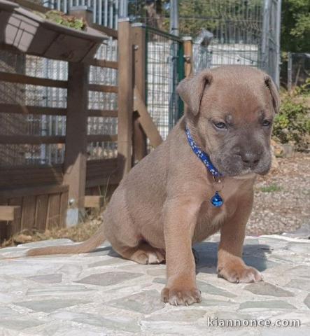 Magnifique et adorable cane corso