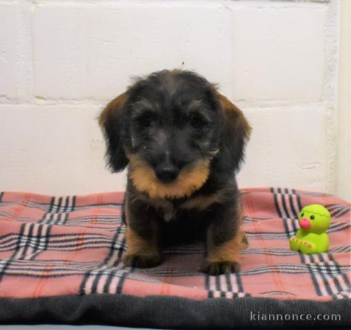 Magnifique et adorable chiot teckel